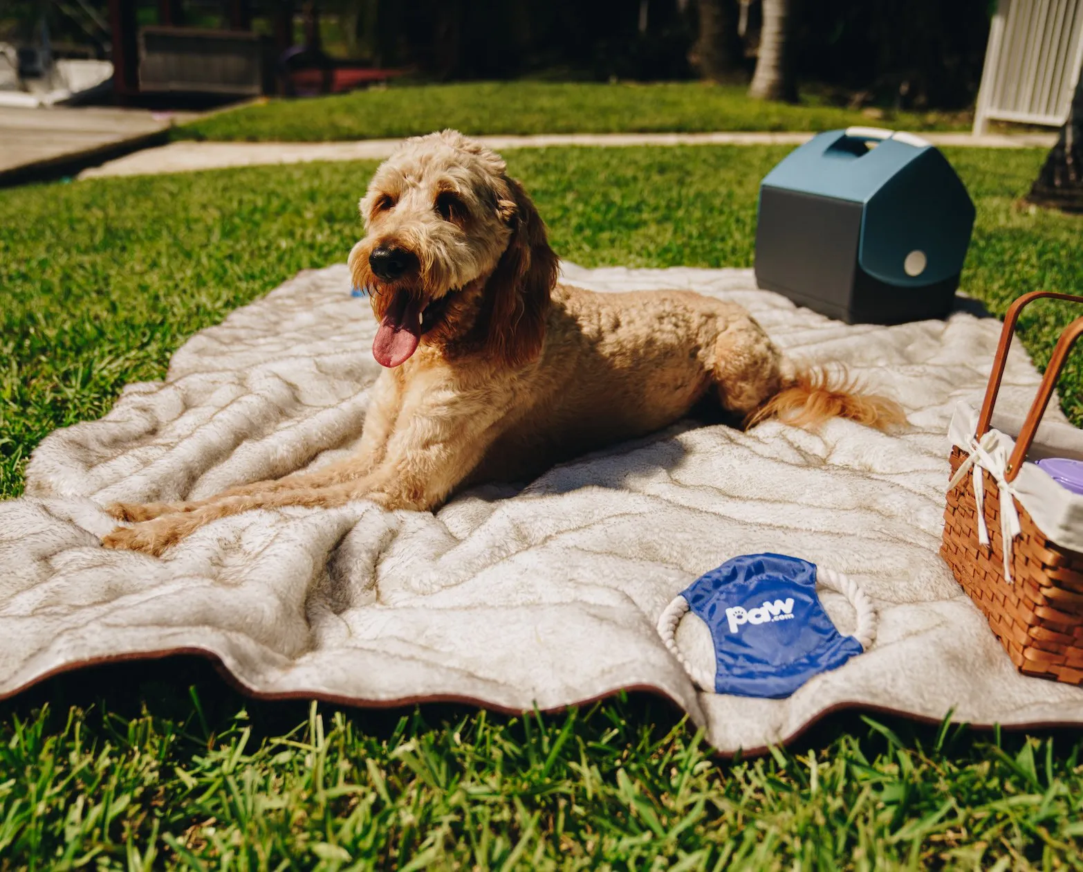 Paw.com x BarkBox PupProtector™ Short Fur Waterproof Throw Blanket - White with Brown Accents