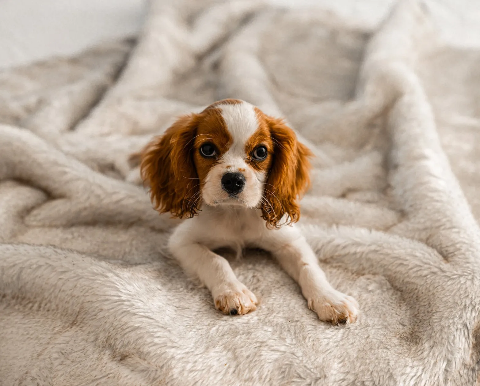 Paw.com x BarkBox PupProtector™ Short Fur Waterproof Throw Blanket - White with Brown Accents